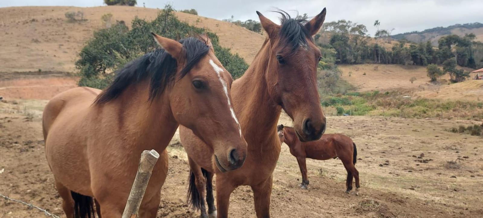 Restaurante E Pousada Chique Na Roça Estalagem