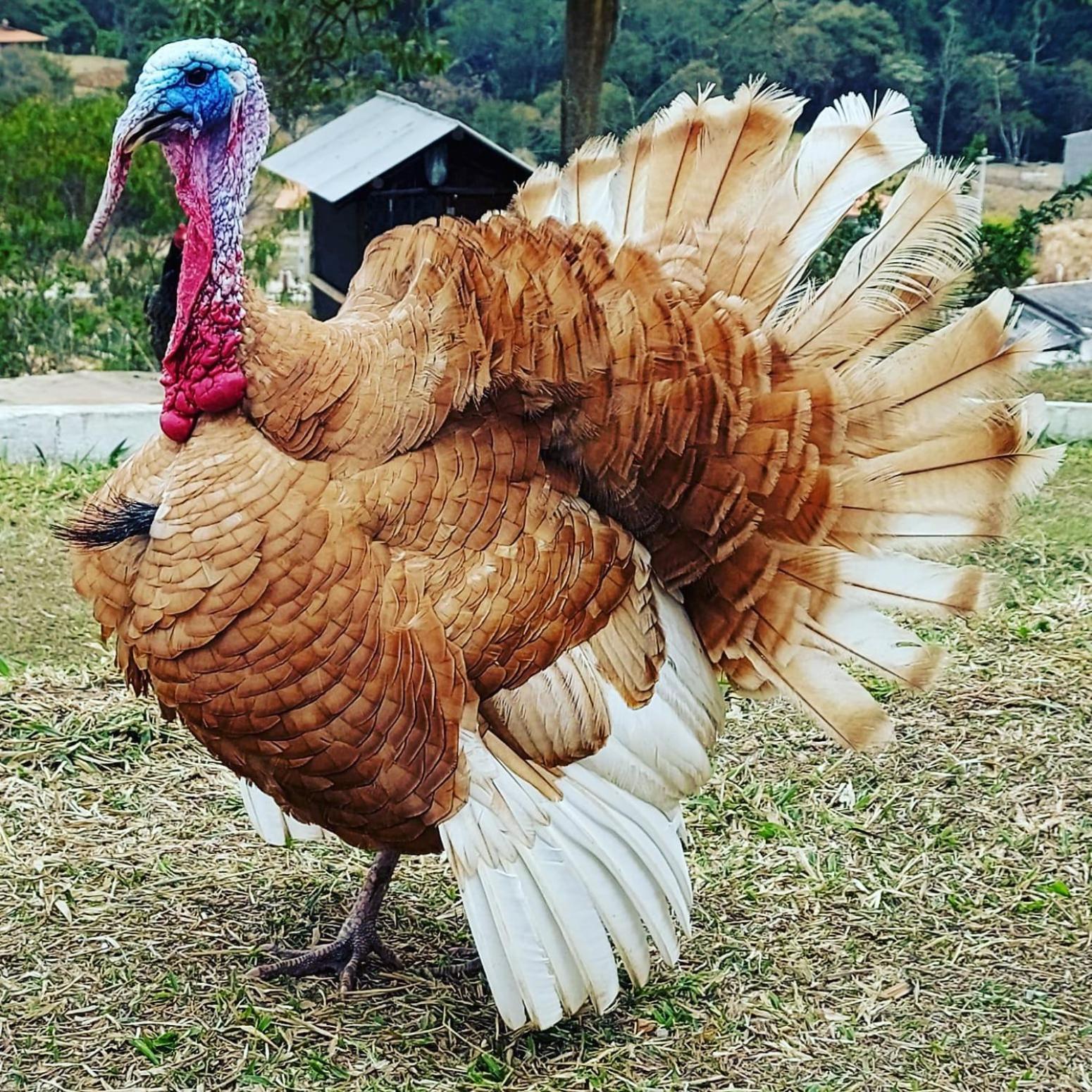 Estalagem Restaurante E Pousada Chique Na Roça Sao Luiz do Paraitinga