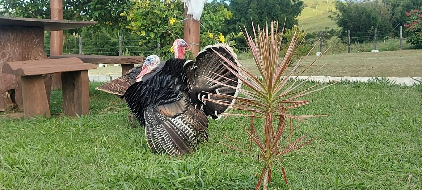 Estalagem Restaurante E Pousada Chique Na Roça
